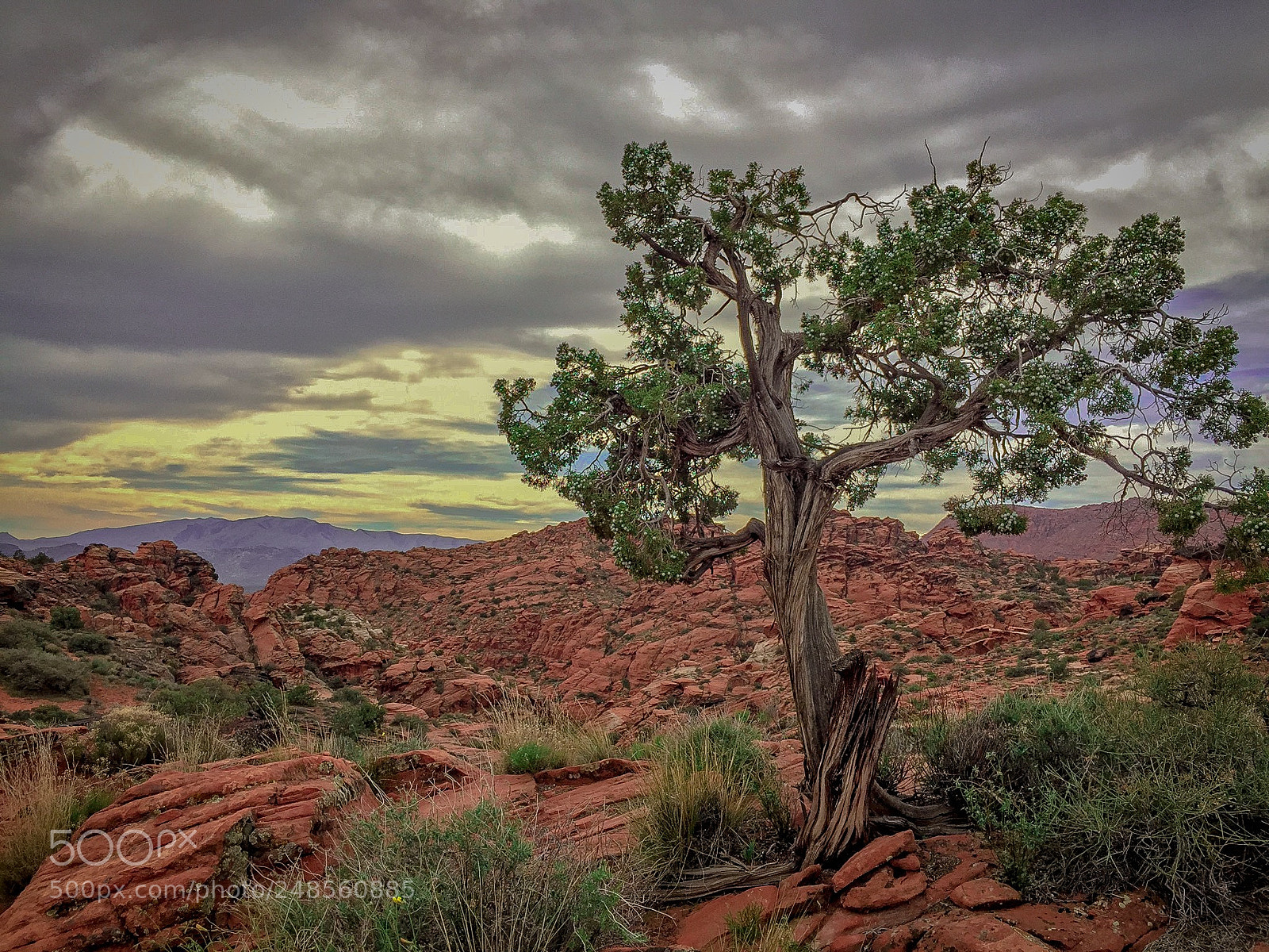 Apple iPhone 6 Plus sample photo. Snow canyon state park #4 photography