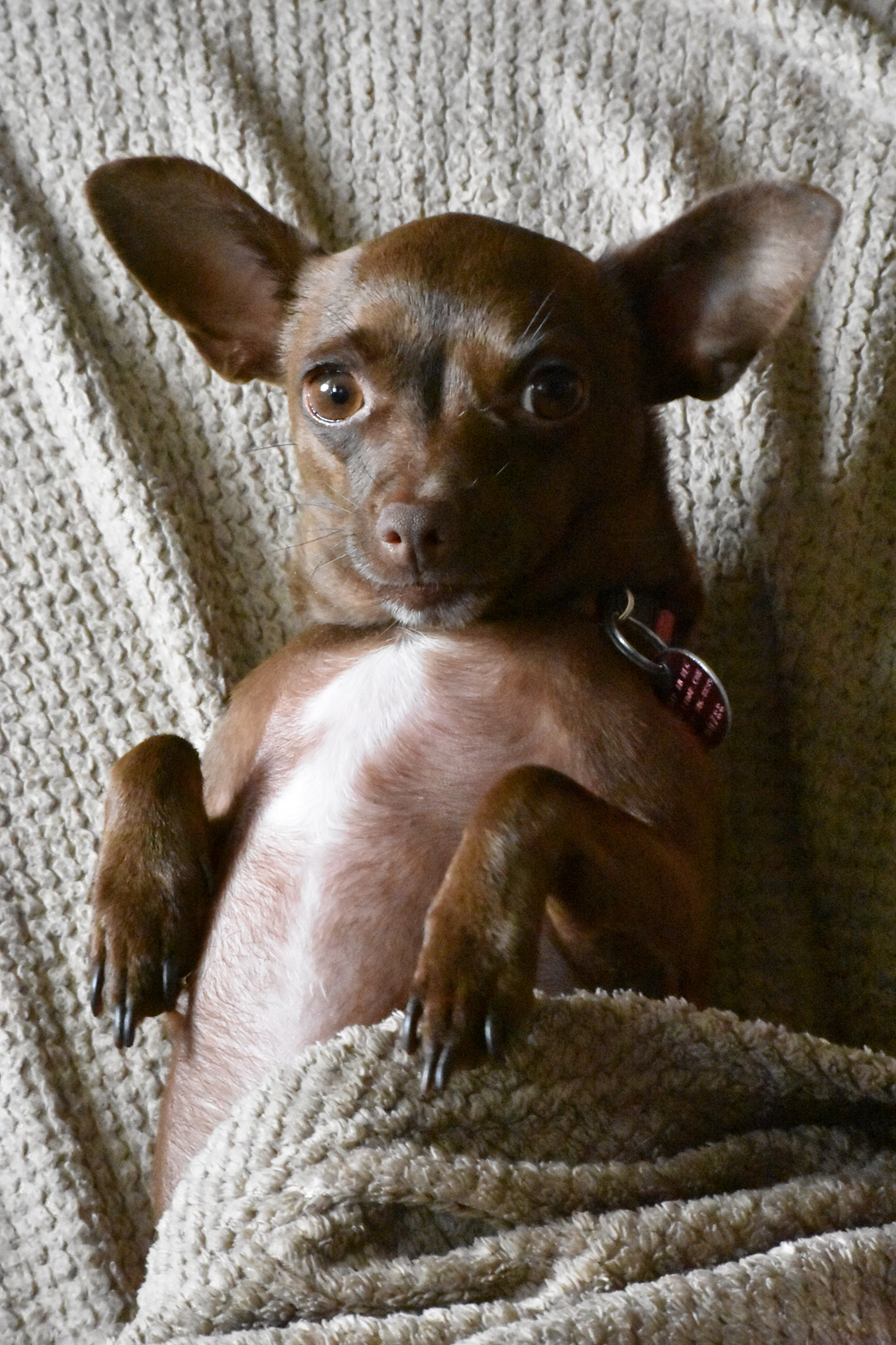 Nikon D3400 sample photo. Dog in blanket photography