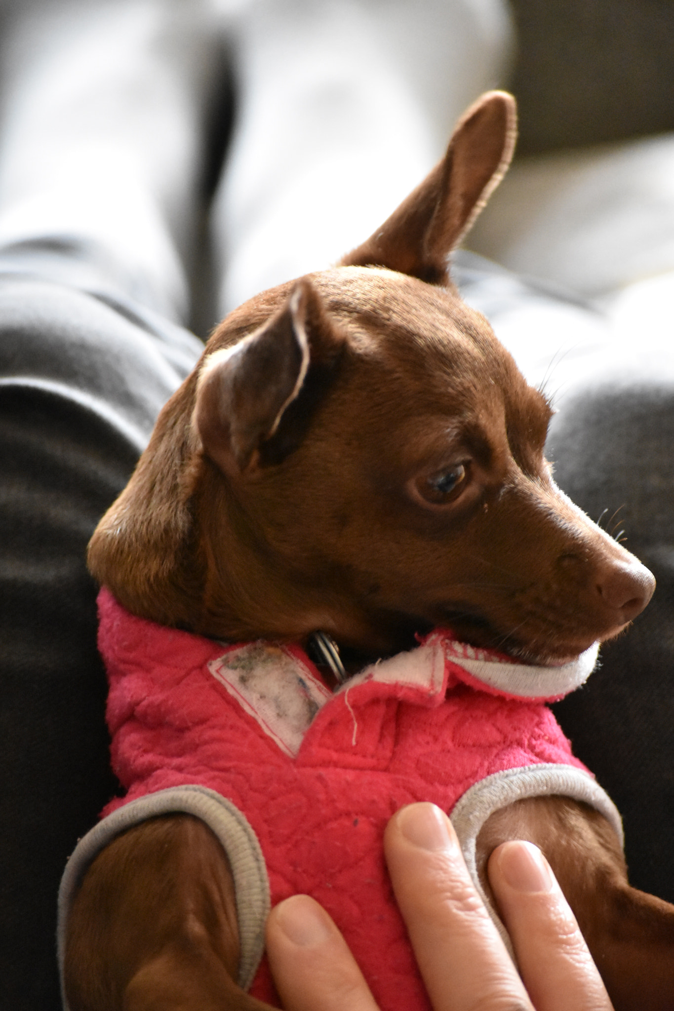 Nikon D3400 sample photo. Dog on lap photography