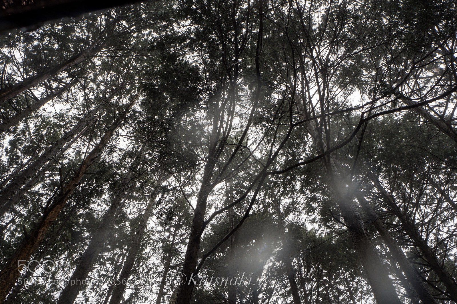 Olympus OM-D E-M10 sample photo. Foggy forest photography