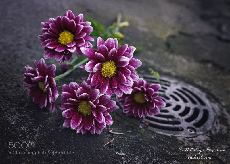 Fujifilm X-T10 sample photo. Down the drain photography