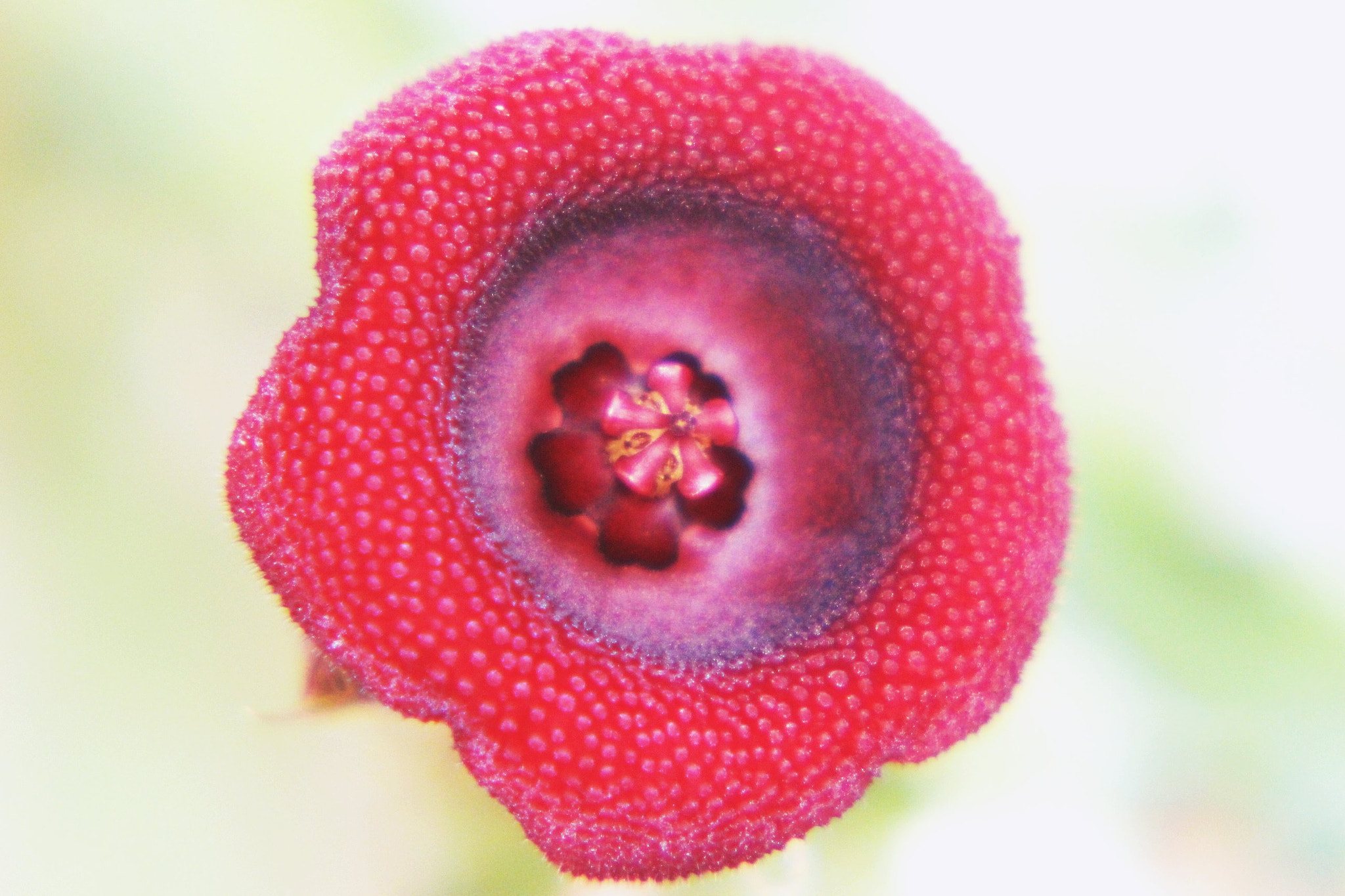 Canon EF 75-300mm f/4-5.6 sample photo. Cactus flower photography
