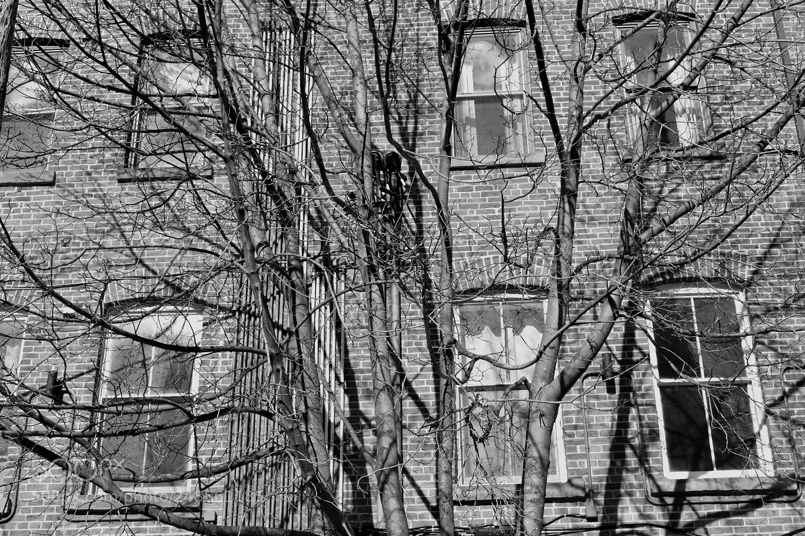 Nikon D3400 sample photo. Trees in front of photography