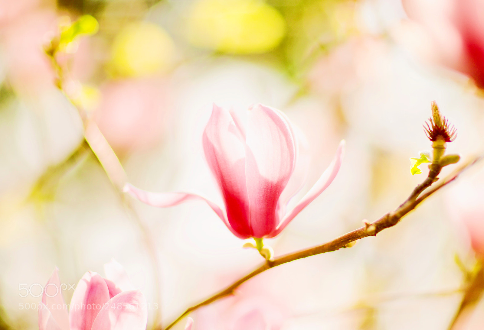 Canon EOS 6D Mark II sample photo. Untitled photography