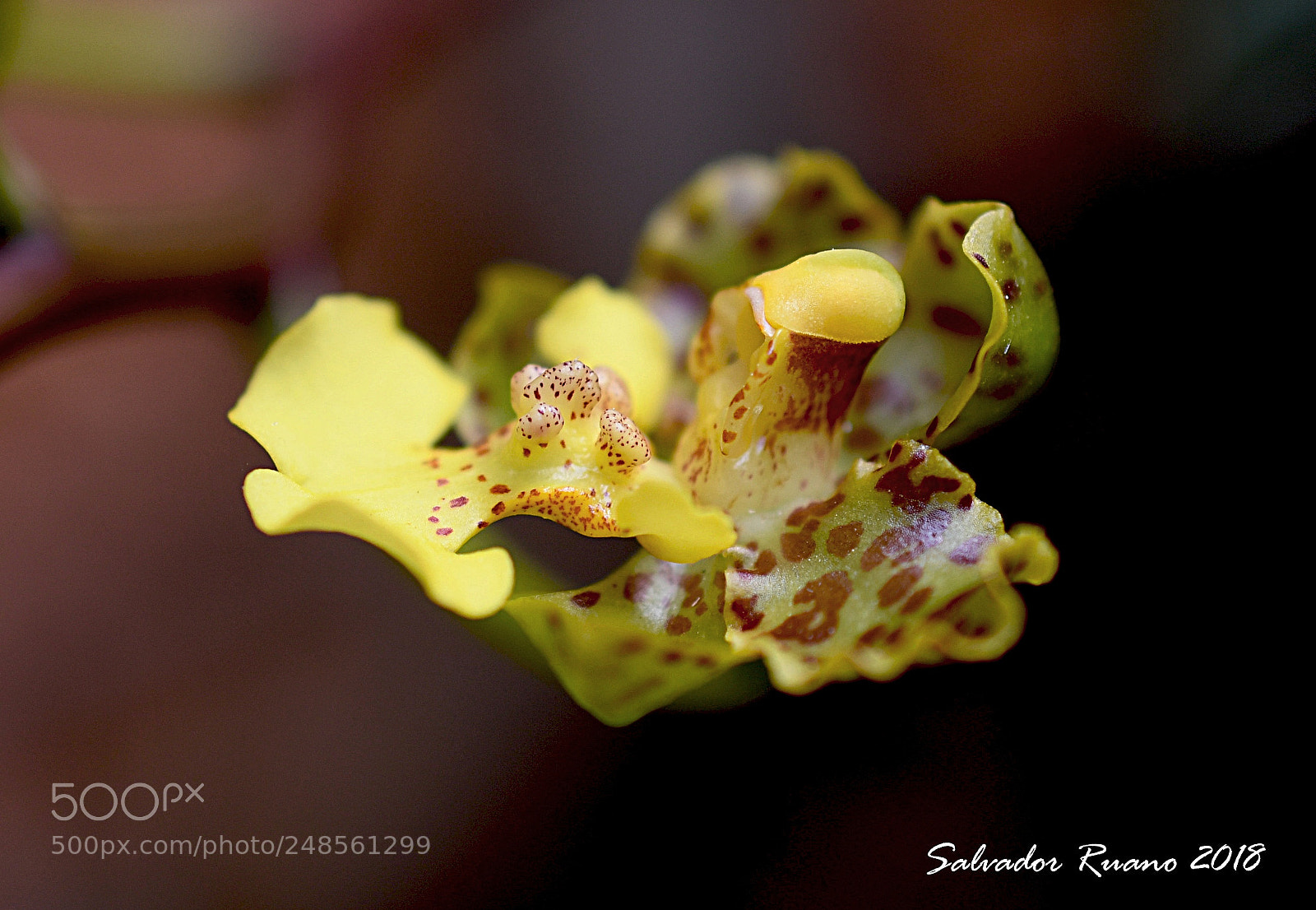 Nikon D7500 sample photo. Orchid photography