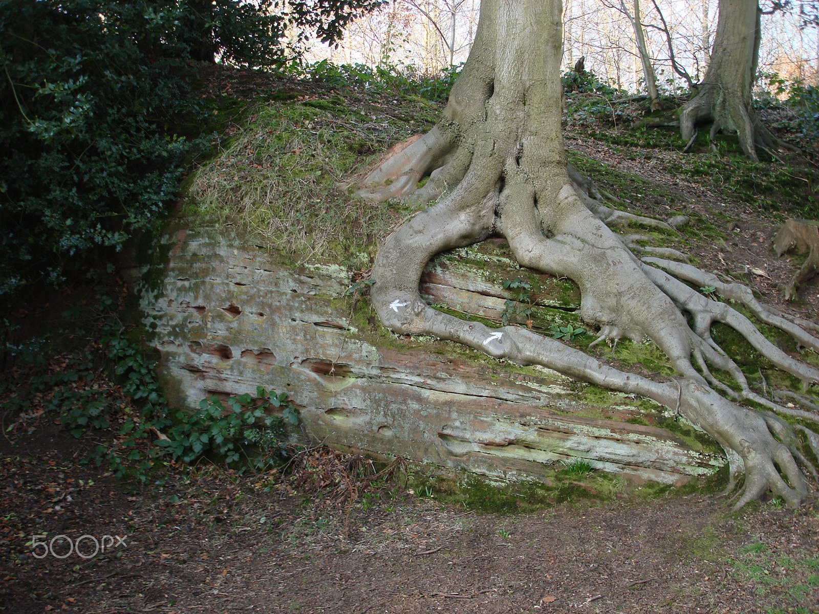 Sony DSC-W100 sample photo. Tree roots photography