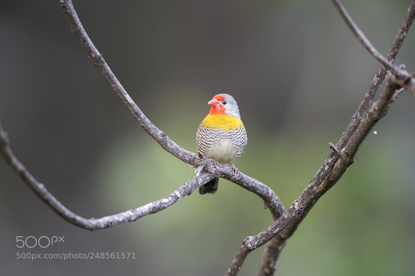 Canon EOS-1D X Mark II sample photo. Tanzania 2018 photography
