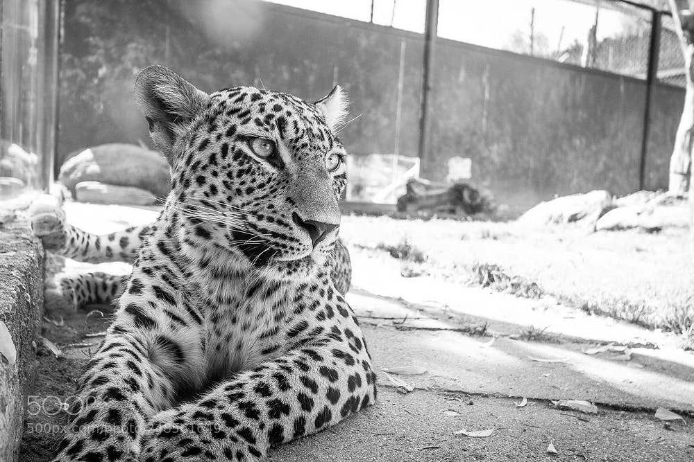 Canon EOS 60D sample photo. Cat photography