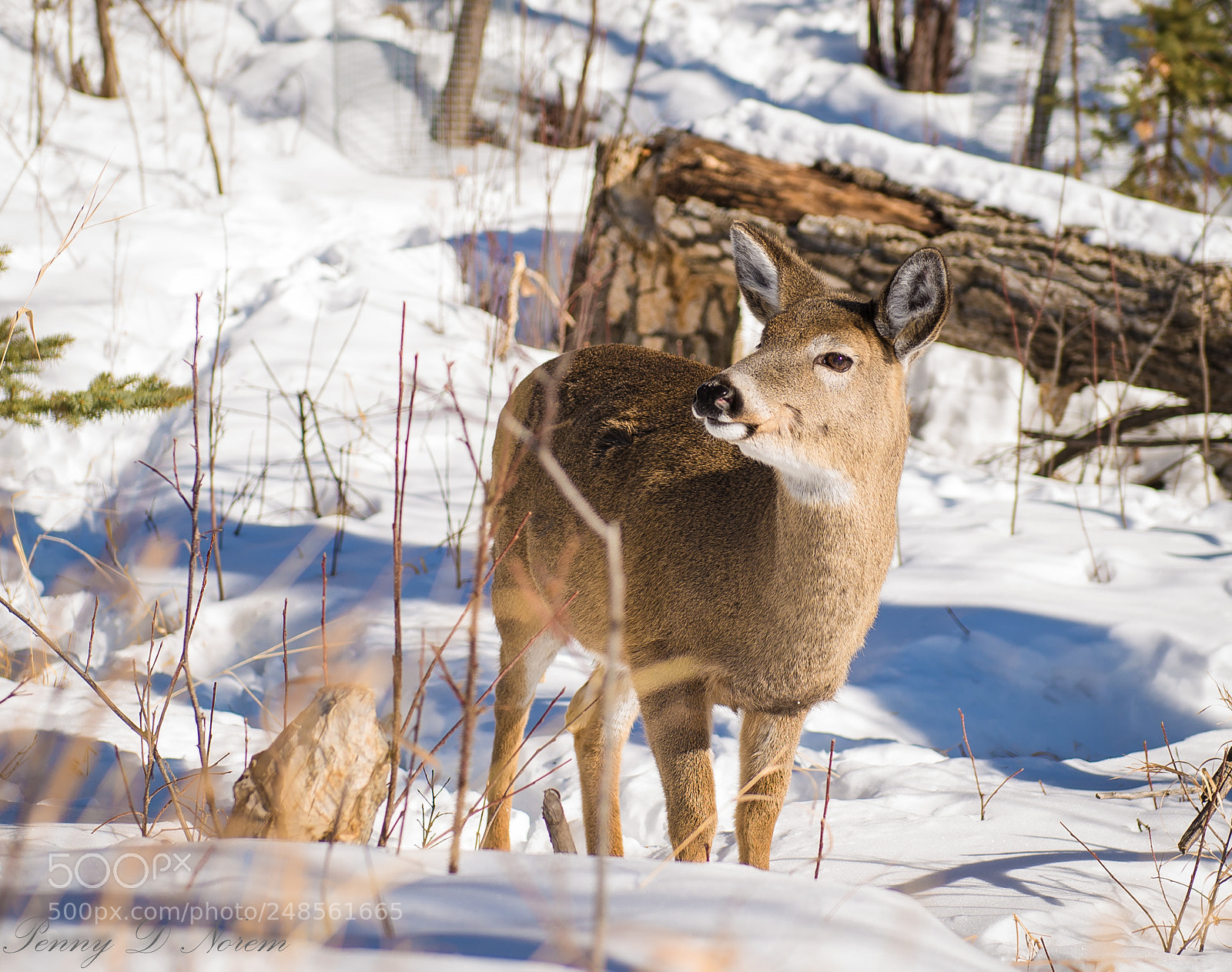 Nikon D610 sample photo. Winter deer photography