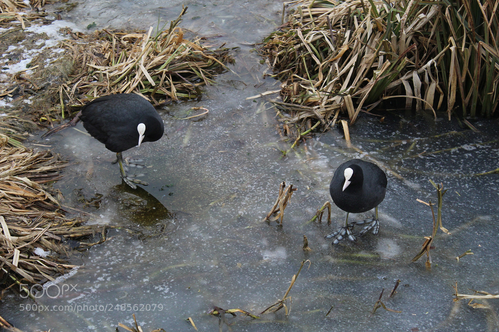 Canon EOS 1300D (EOS Rebel T6 / EOS Kiss X80) sample photo. On thin ice photography