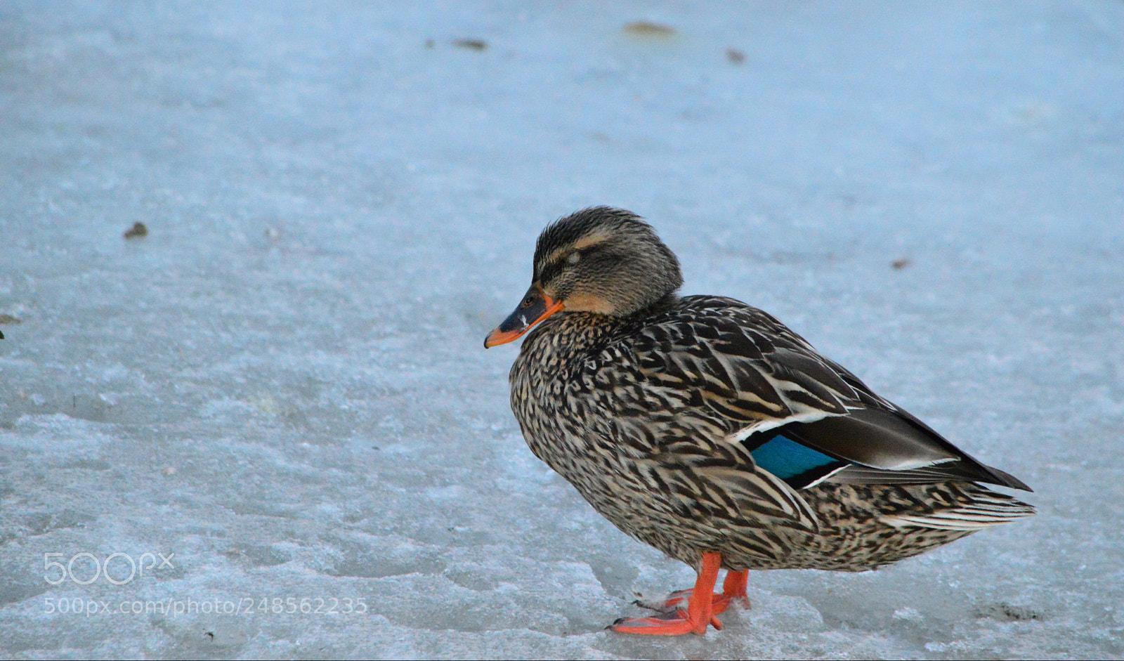 Nikon D3200 sample photo. Mallard duck photography