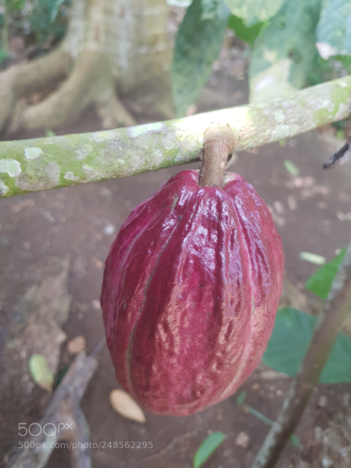 Samsung Galaxy S8 sample photo. Untitled photography