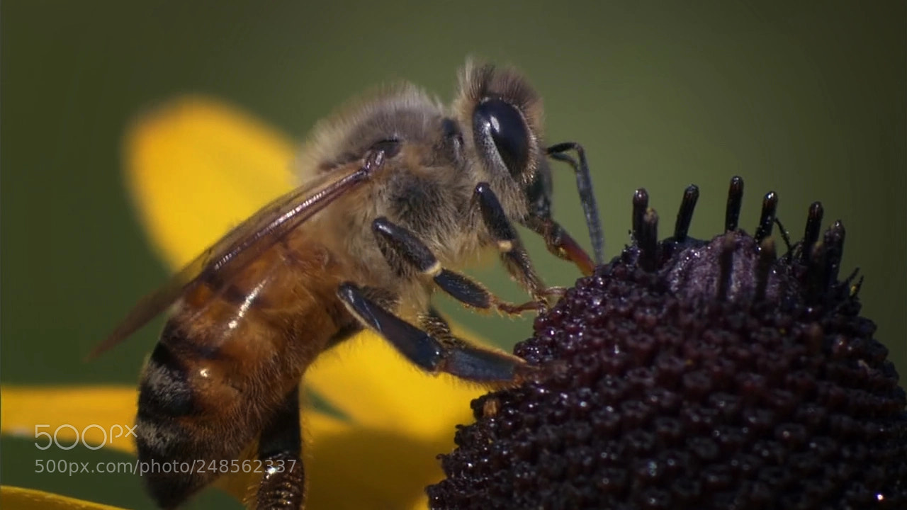 Canon EOS 700D (EOS Rebel T5i / EOS Kiss X7i) sample photo. Climbing bee photography