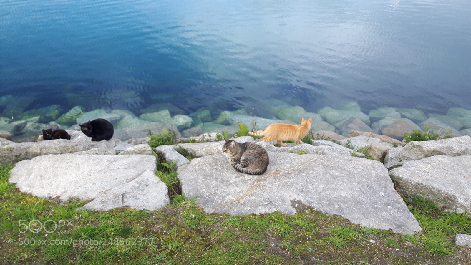 Samsung Galaxy S5 Neo sample photo. Lindos gatitos. photography
