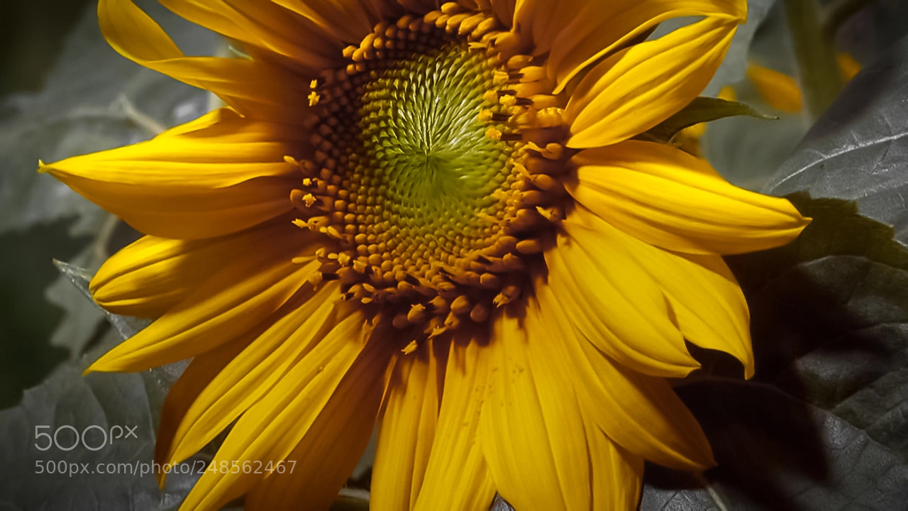 Canon EOS 1000D (EOS Digital Rebel XS / EOS Kiss F) sample photo. Sunflower photography