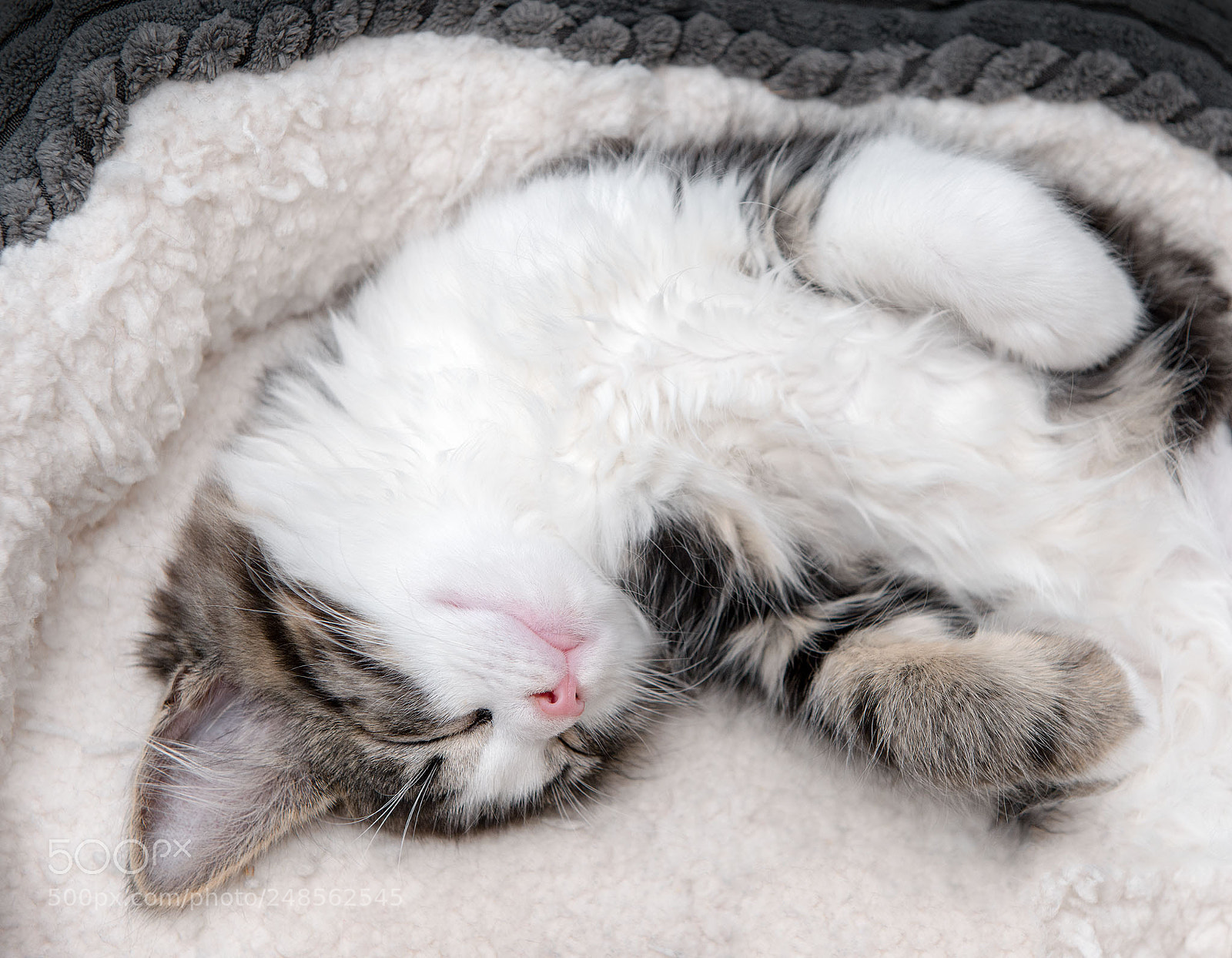 Nikon D800 sample photo. She's so fluffy! photography