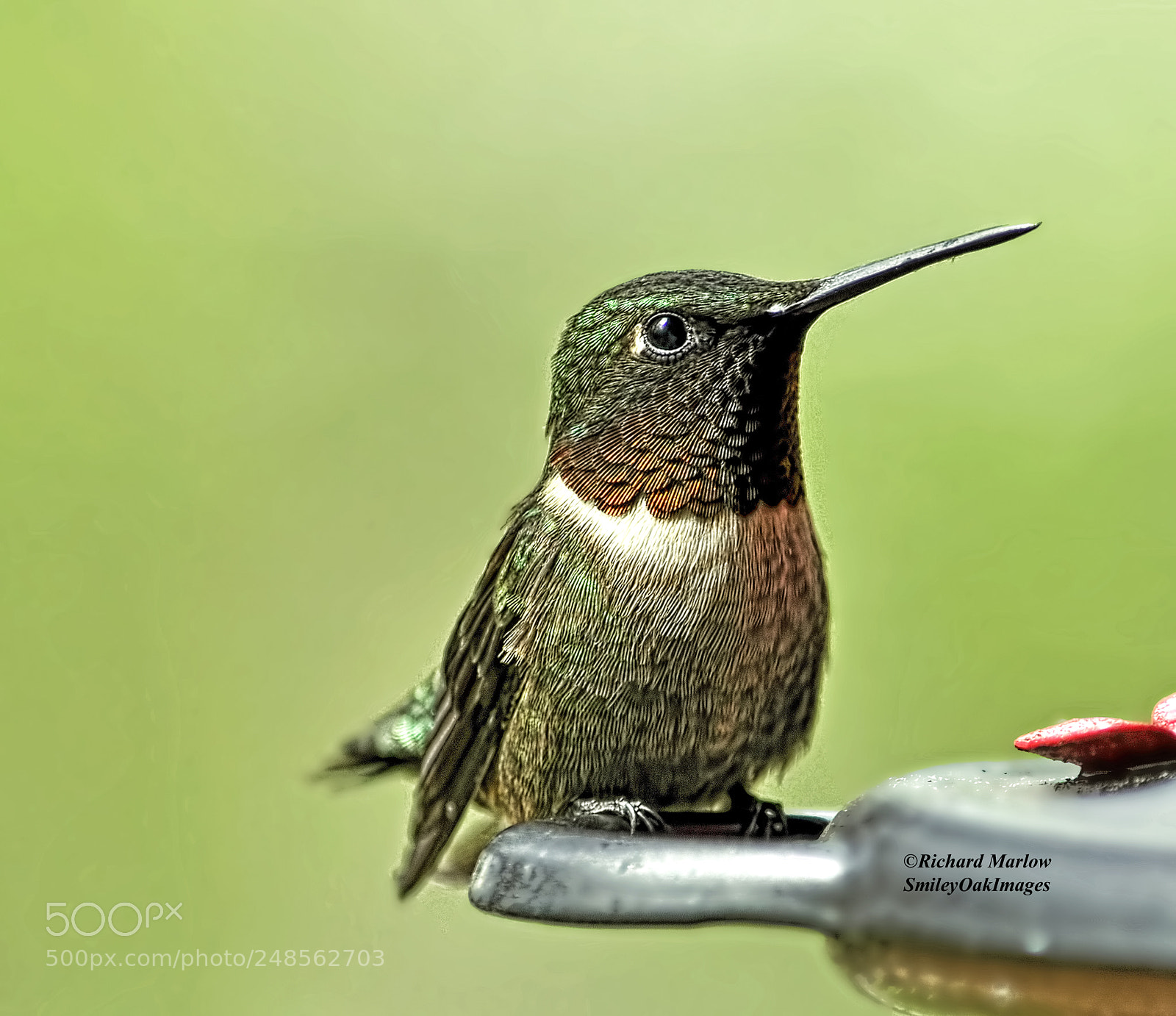 Nikon D5000 sample photo. Hummingbird photography