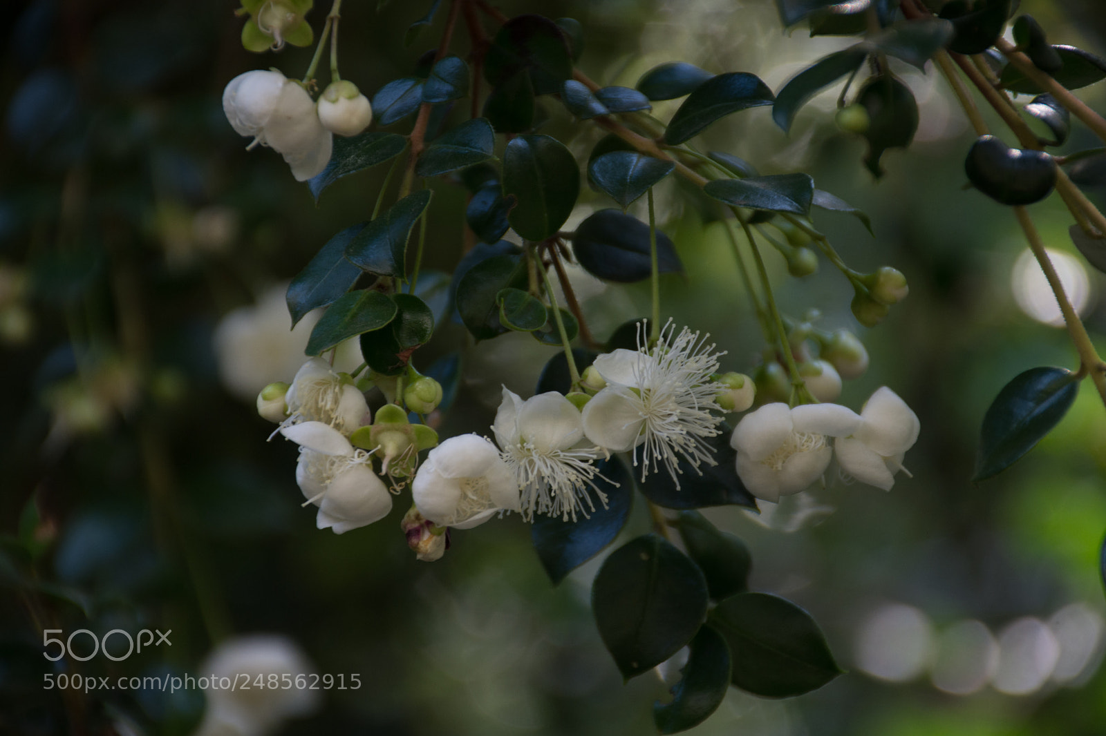 Nikon D7200 sample photo. Flores de arrayan photography