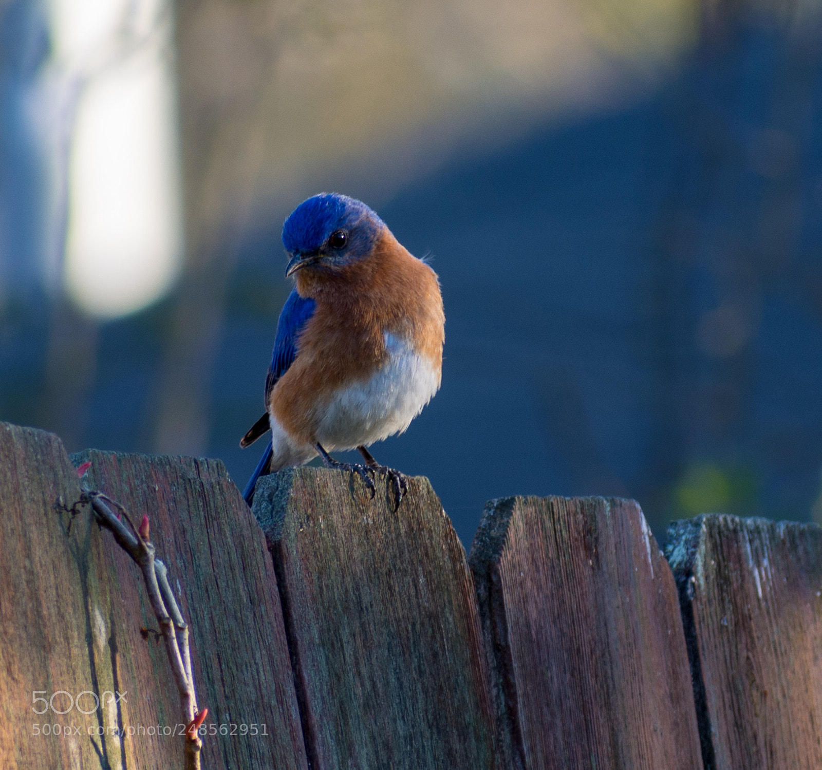 Nikon D7200 sample photo. Eastern bluebird photography
