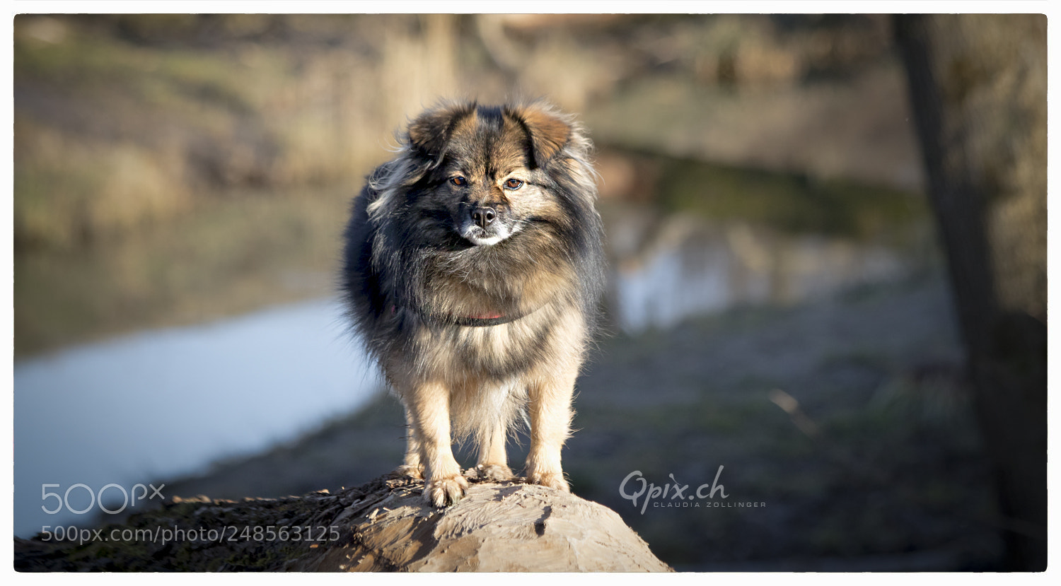 Canon EOS 80D sample photo. Möcky... photography