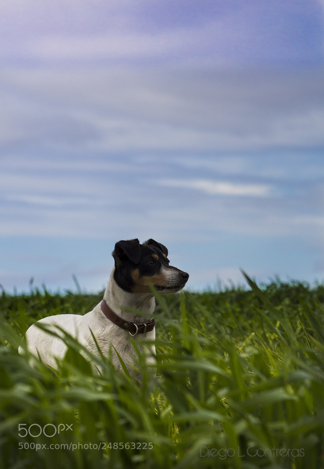Canon EOS 600D (Rebel EOS T3i / EOS Kiss X5) sample photo. Paco photography