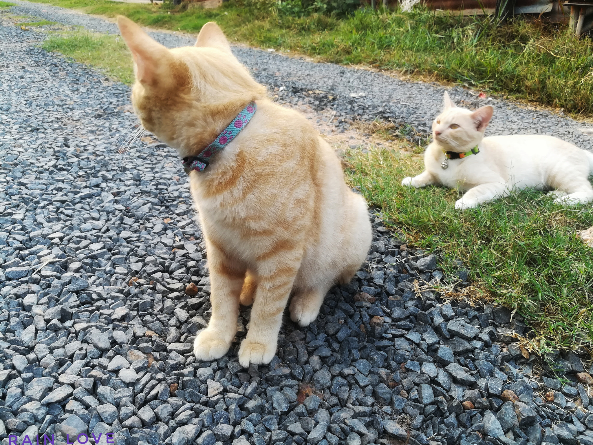 HUAWEI GR5 2017 sample photo. Cat does not look at the camera. photography