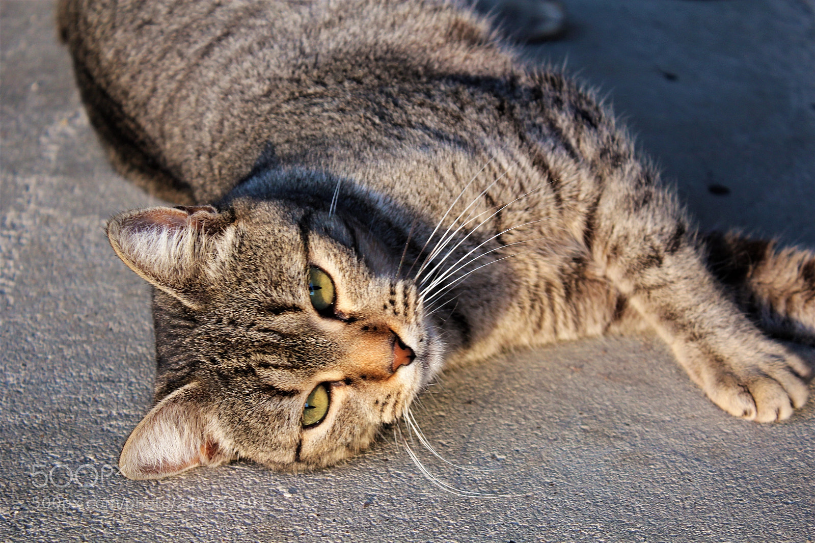 Canon EOS 600D (Rebel EOS T3i / EOS Kiss X5) sample photo. Cat photography