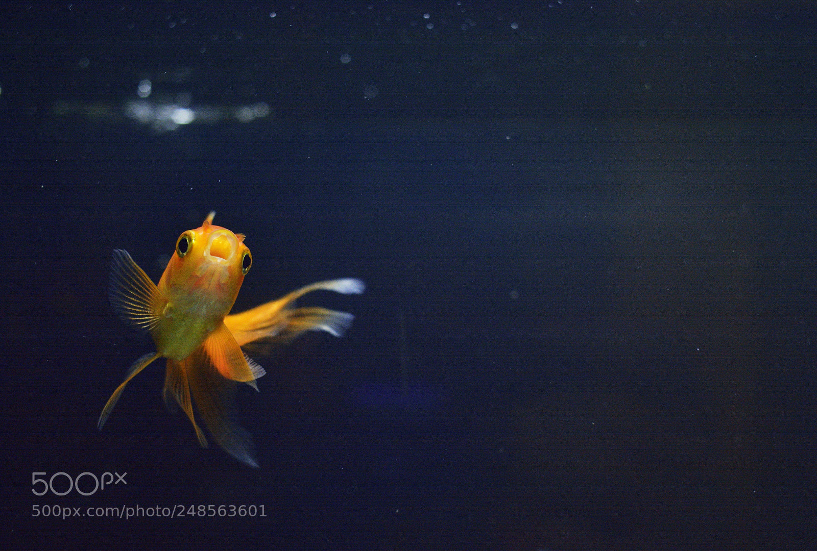 Nikon D7100 sample photo. Untitled photography