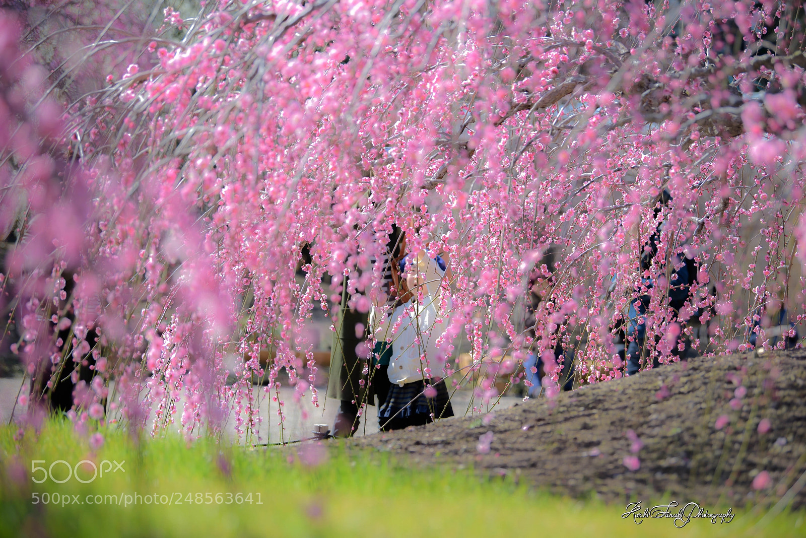 Nikon D810 sample photo. That's beautiful photography