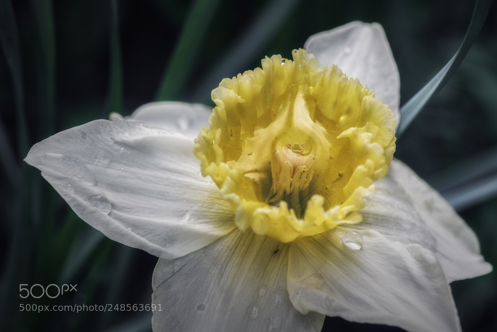 Nikon D750 sample photo. Narcissus pseudonarcissus 2 photography