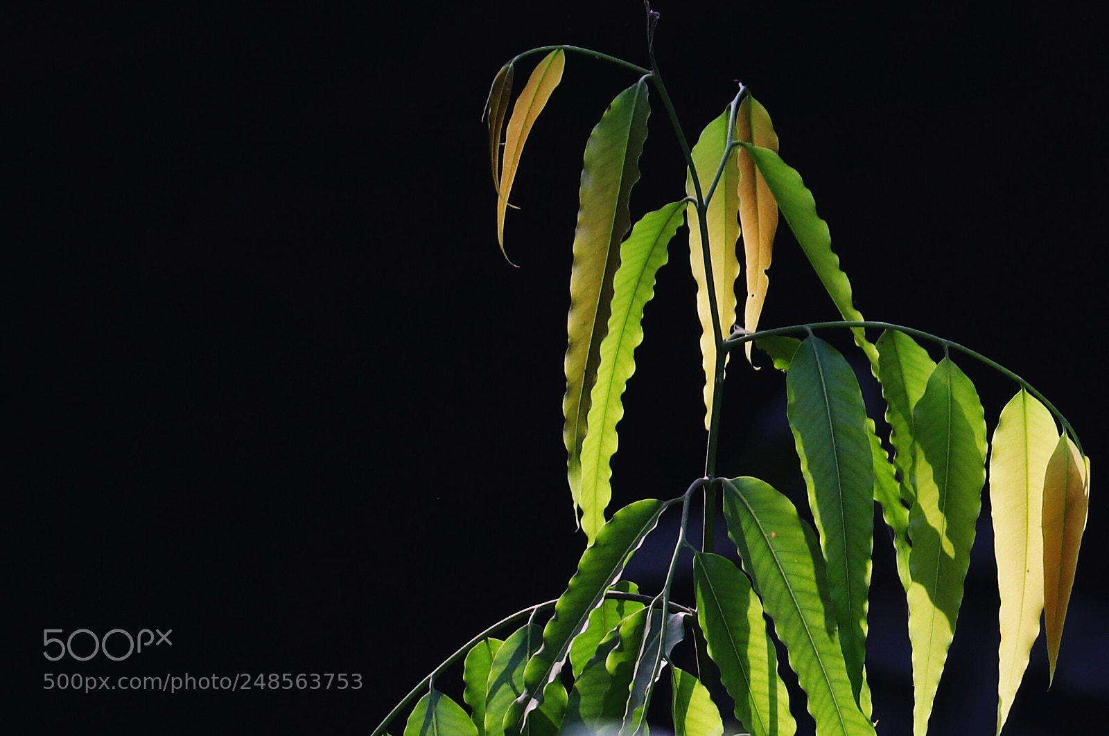 Canon EOS 200D (EOS Rebel SL2 / EOS Kiss X9) sample photo. Sunlight on leaves photography