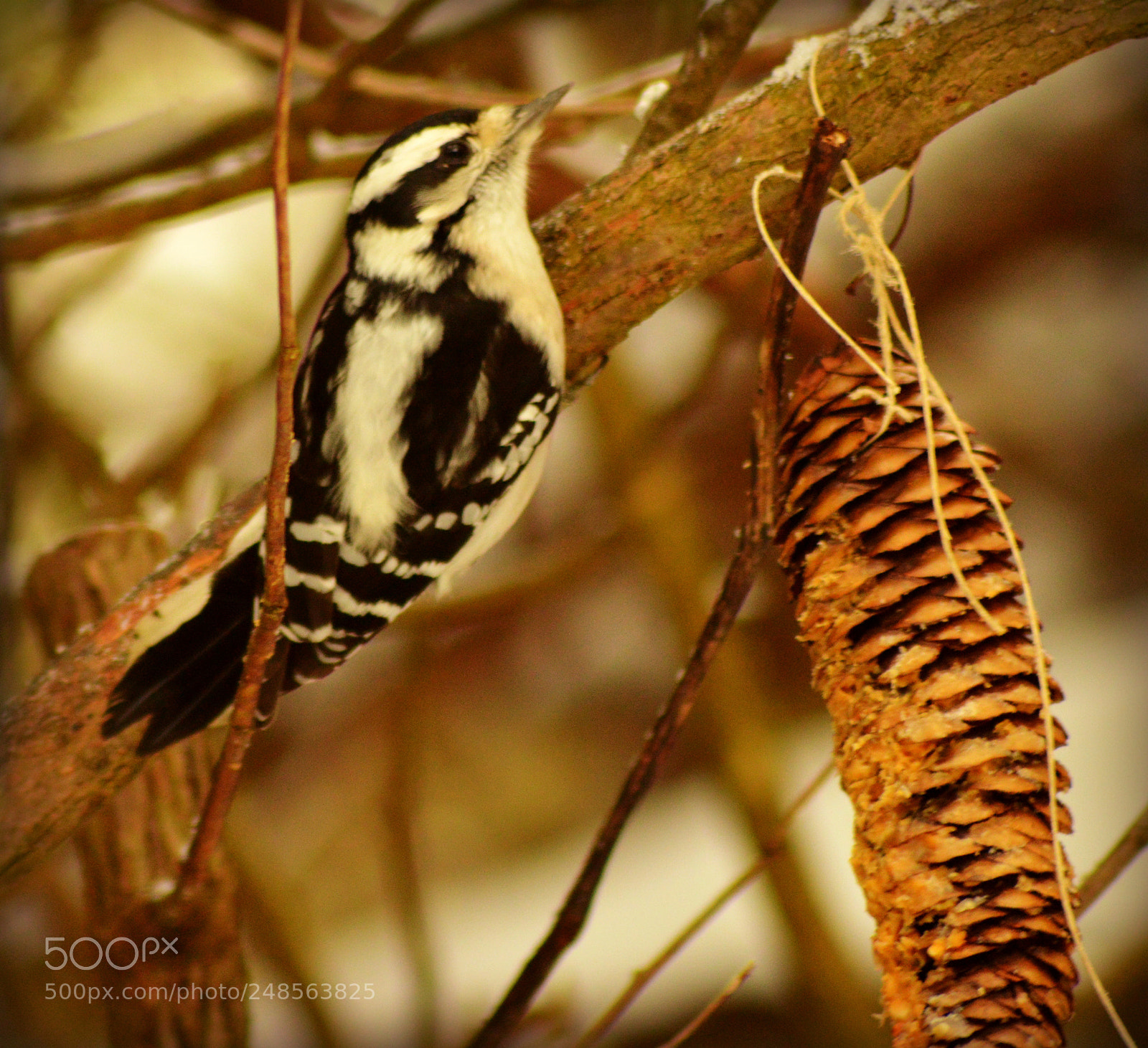 Nikon D3200 sample photo. Downy woodpecker photography