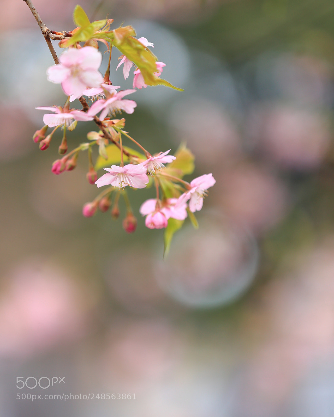 Canon EF 70-200mm F2.8L IS II USM sample photo. Cherry blossoms photography