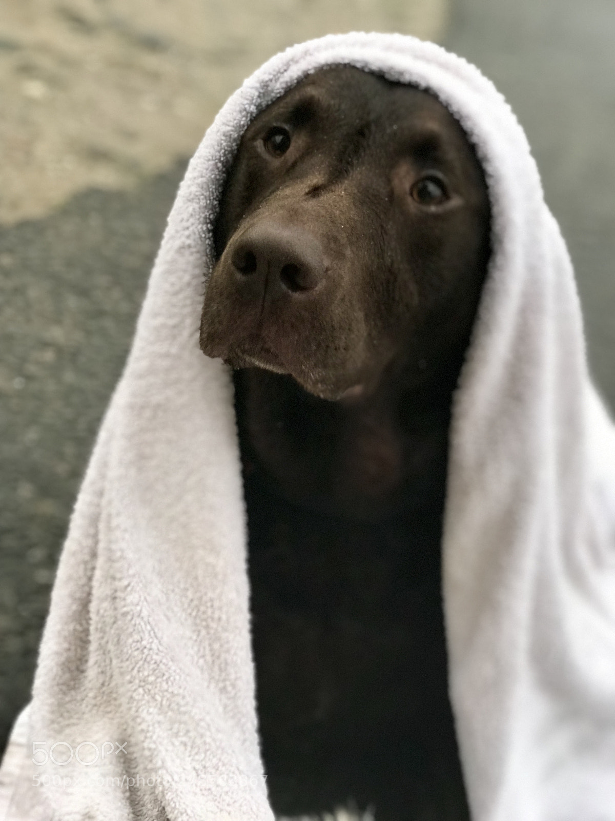 Apple iPhone 7 Plus sample photo. What you mean no photography