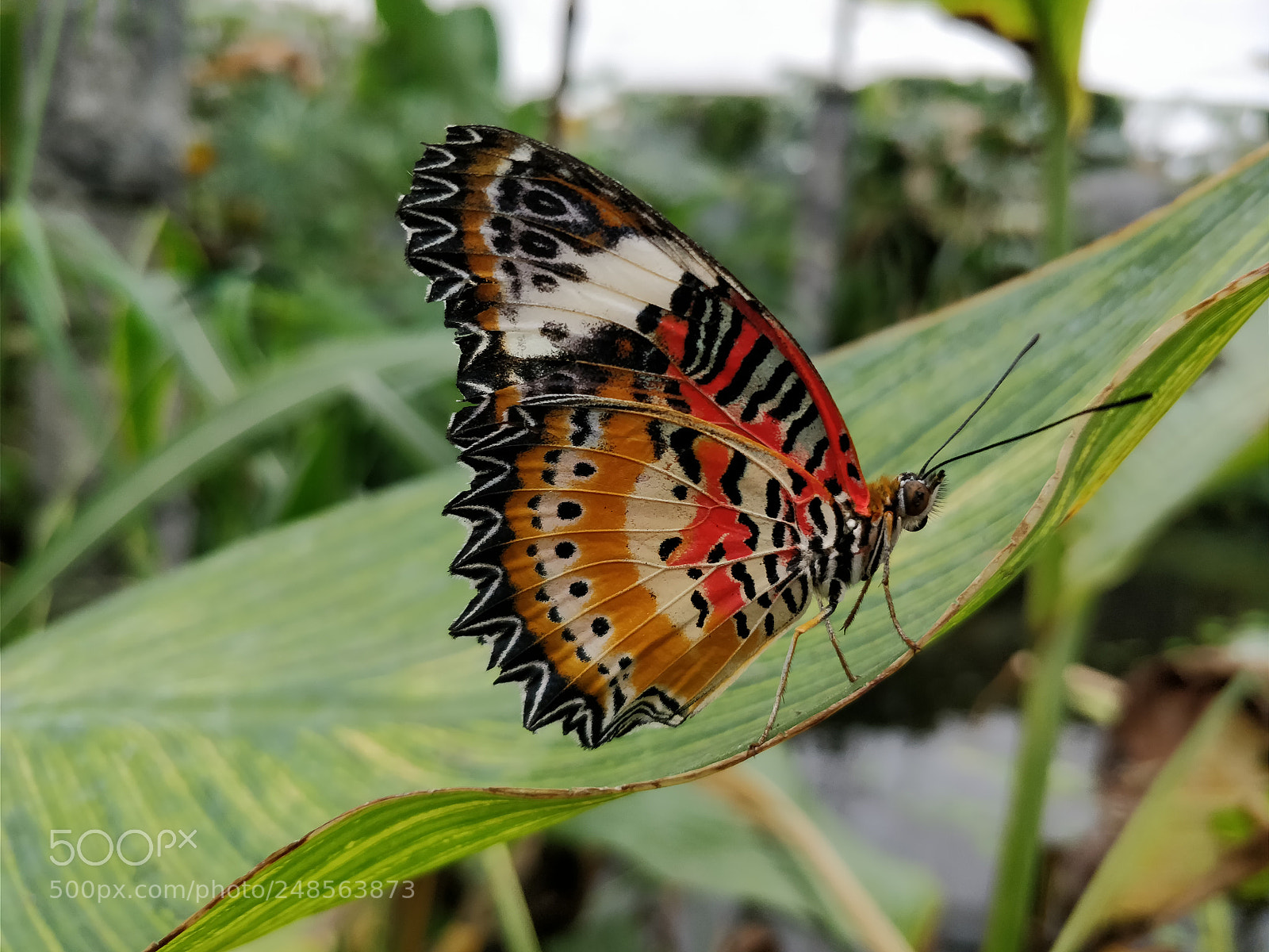 OnePlus 5 sample photo. Butterfly photography