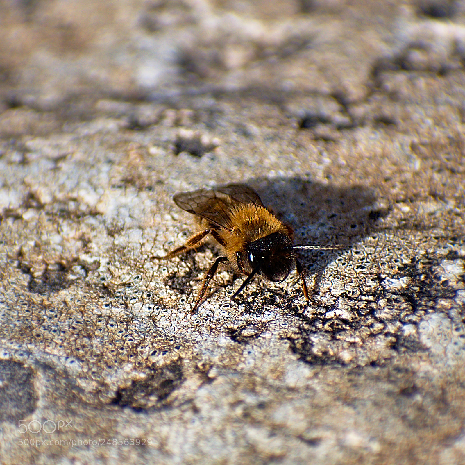 Nikon D5600 sample photo. Bee free photography
