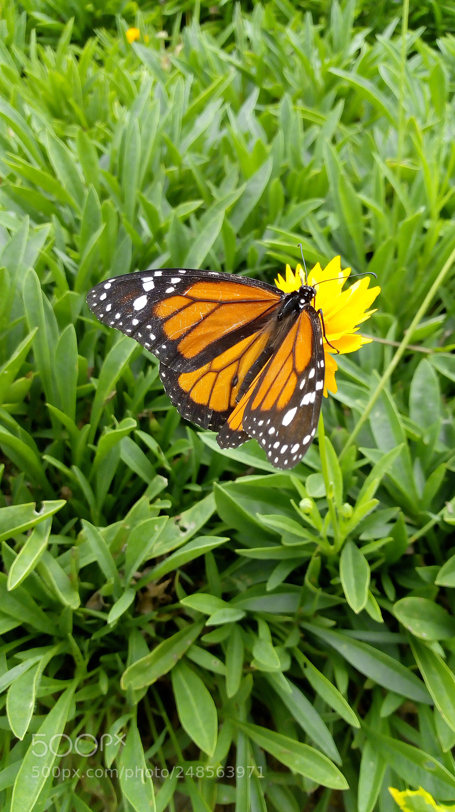 Motorola Moto E (4) Plus sample photo. Mariposa photography