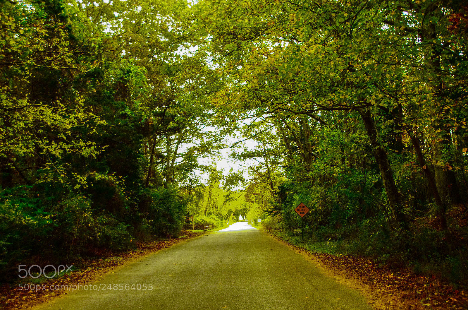 Pentax K-5 sample photo. Country road photography