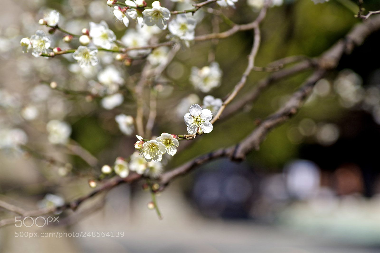 Pentax K-1 sample photo. Plum road photography
