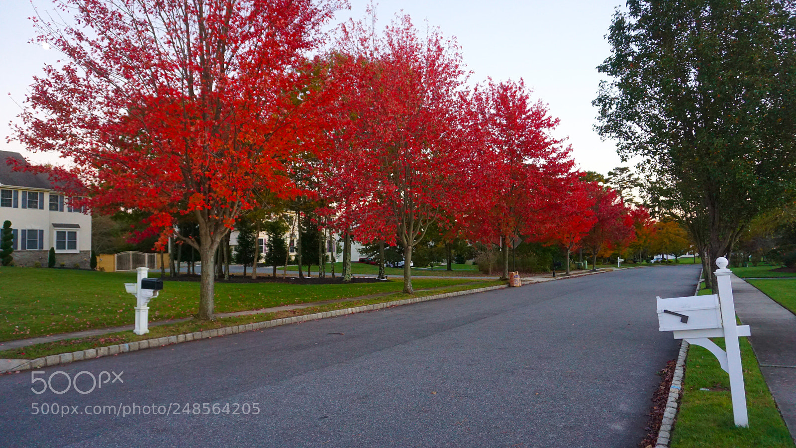 Sony a6000 sample photo. Fall and trees photography