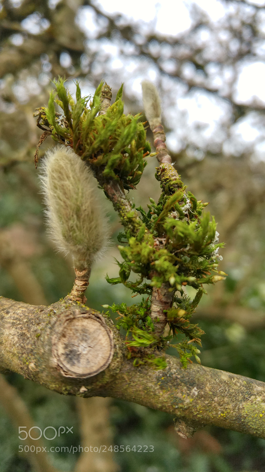 LG G4 sample photo. Buds and moss photography