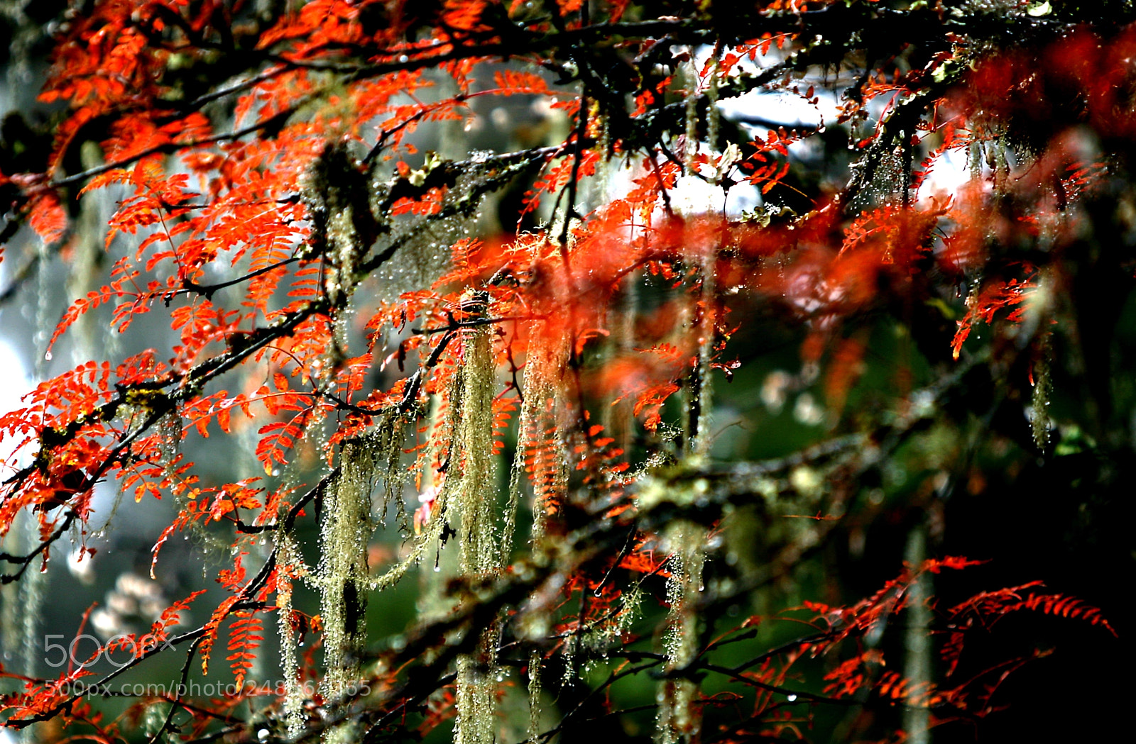 Canon EOS 5D sample photo. 《树花》 photography