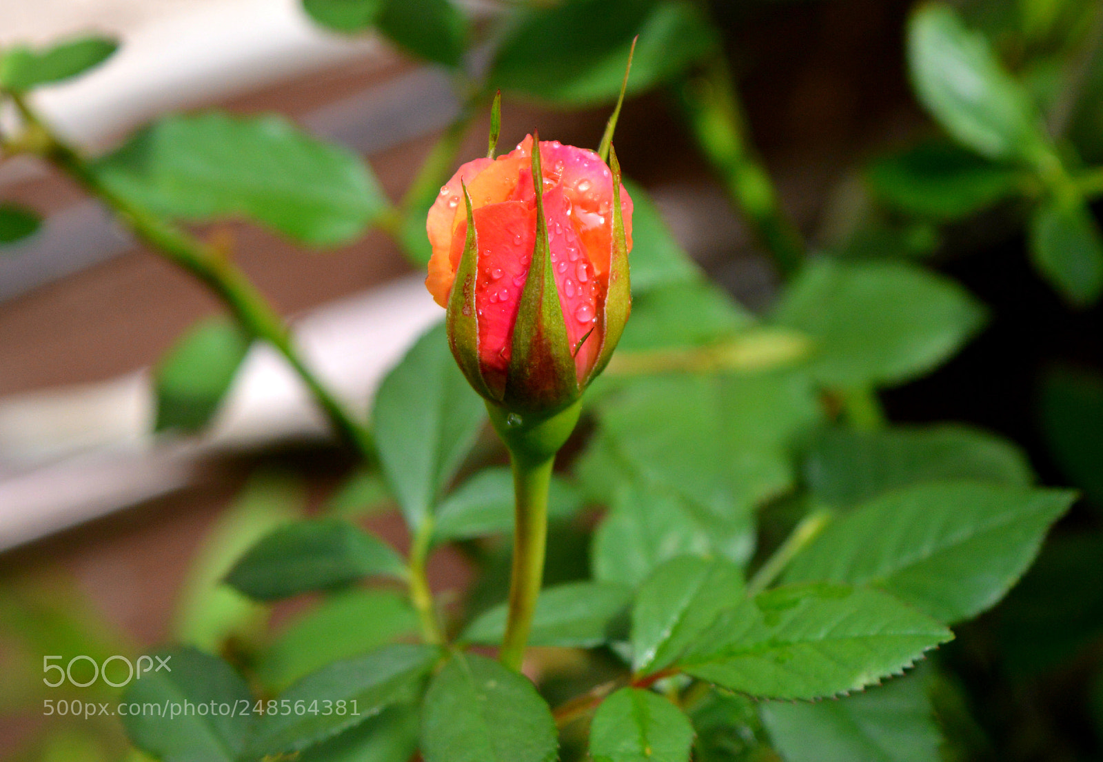 Nikon D3200 sample photo. Luscious photography