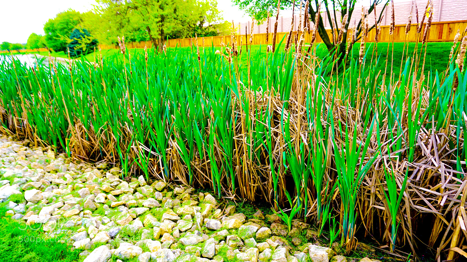 Sony a6000 sample photo. Romeoville photography