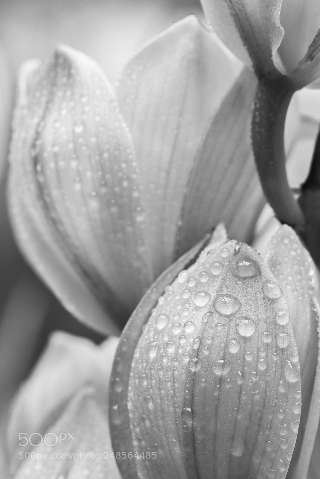 Nikon D810 sample photo. Orchid photography