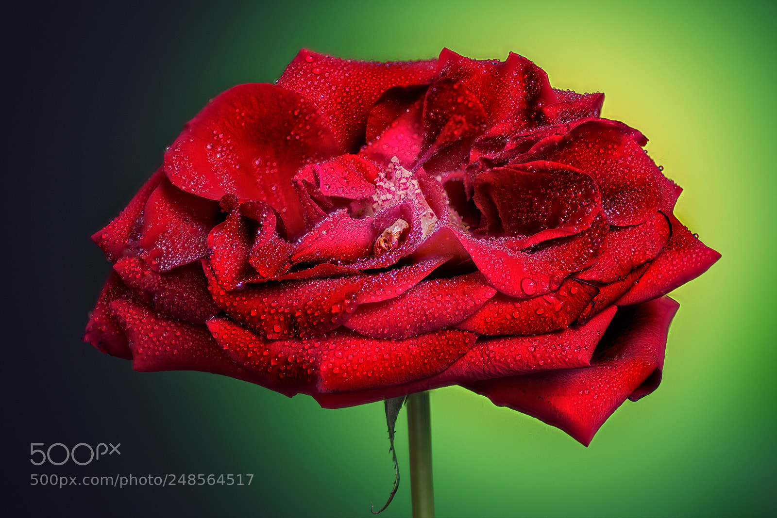 Nikon D600 sample photo. Rose on green photography