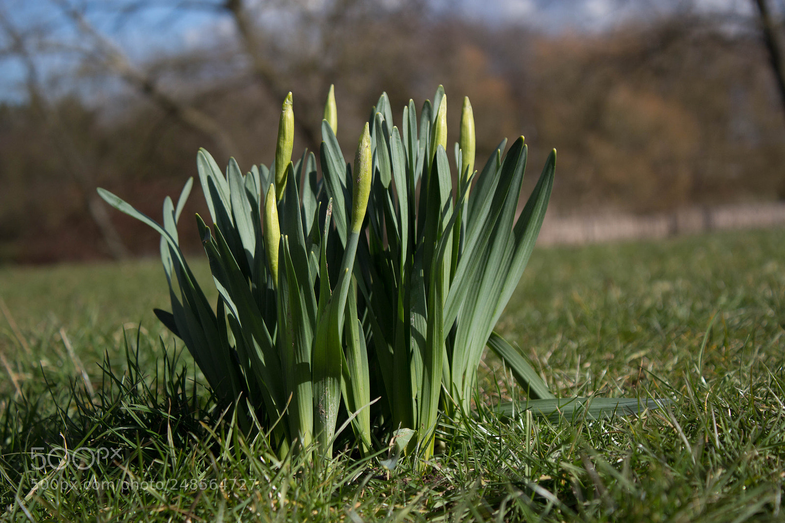 Canon EOS 700D (EOS Rebel T5i / EOS Kiss X7i) sample photo. Daffodils photography