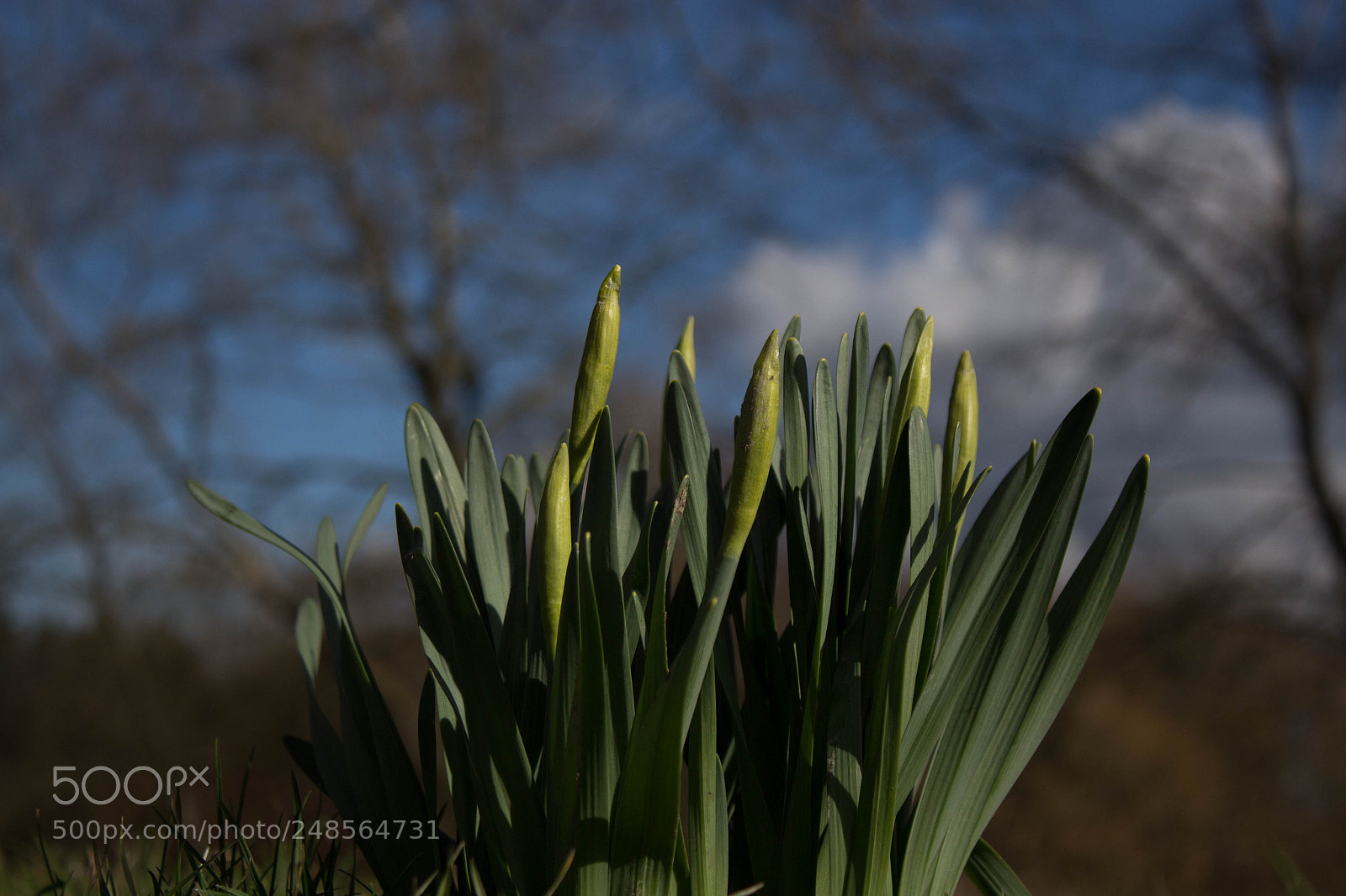 Canon EOS 700D (EOS Rebel T5i / EOS Kiss X7i) sample photo. Daffodil blur photography