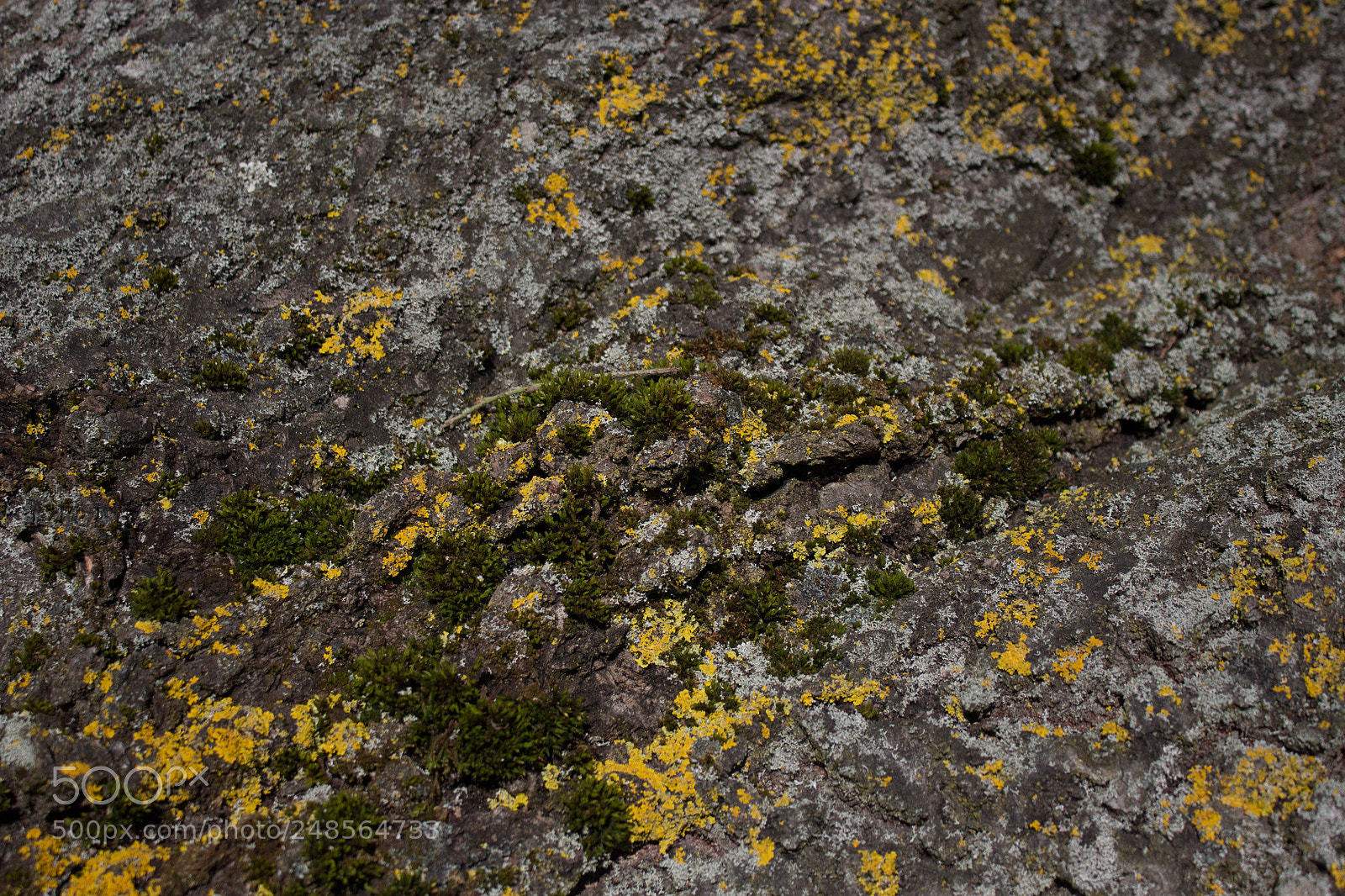Canon EOS 700D (EOS Rebel T5i / EOS Kiss X7i) sample photo. Moss on the tree photography