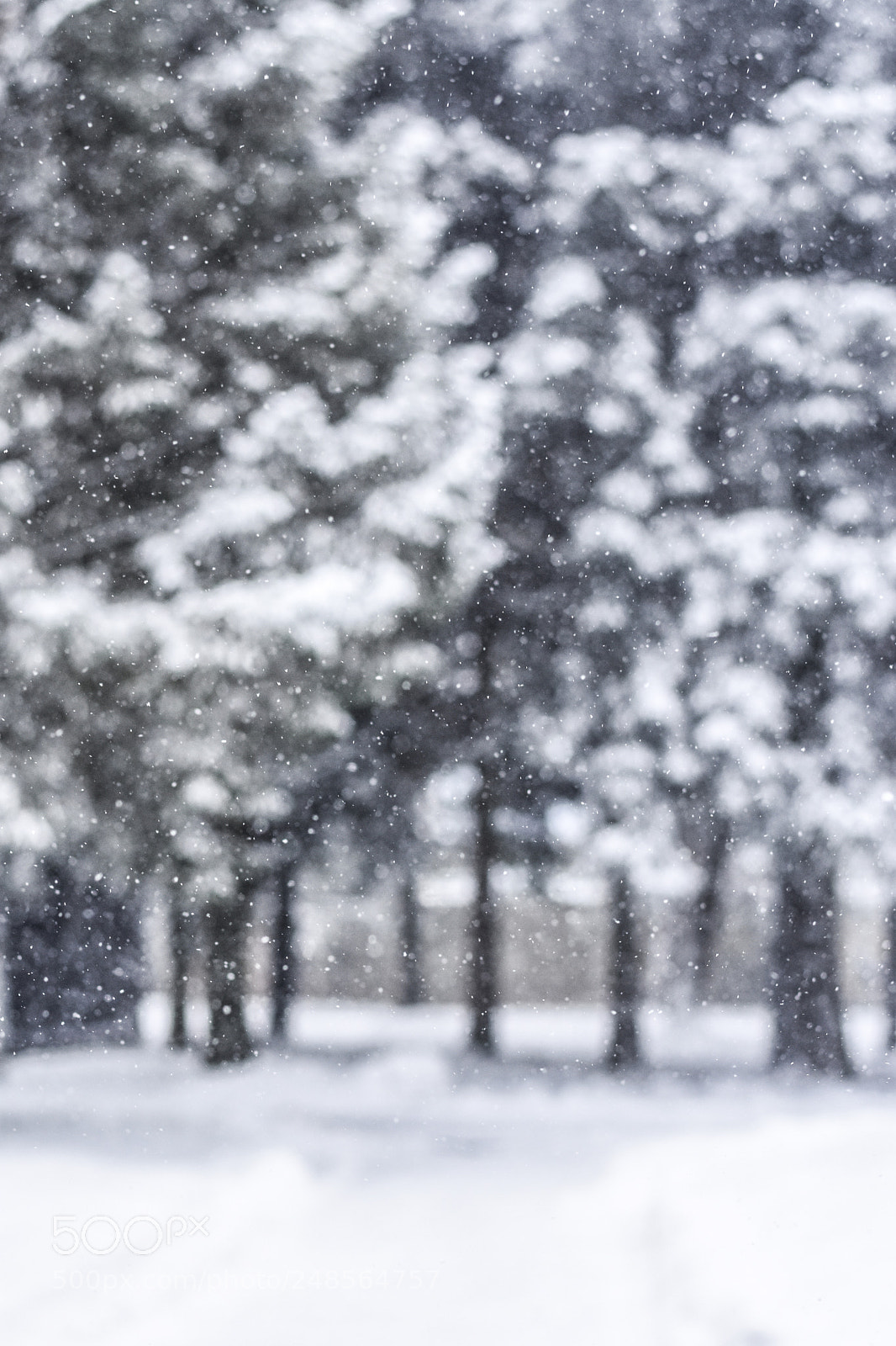 Nikon D7200 sample photo. Snow photography